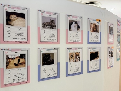 ネスタ猫の会 パネル譲渡会展示