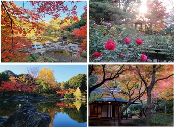 旧古河庭園 ≪彩り鮮やかな秋の庭≫「紅葉とバラ、和と洋の秋」を11/9（土）から開催