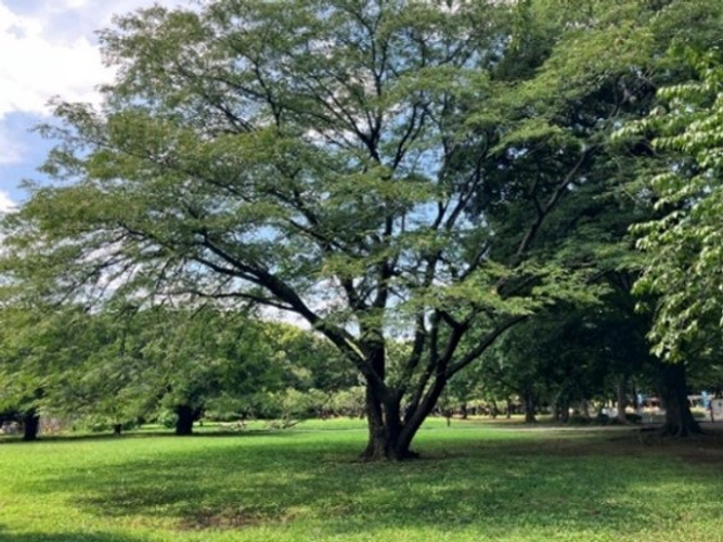 都立砧公園のネムノキ