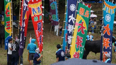 一夜嶽牛突き大会の様子:画像は隠岐の島町観光協会様提供