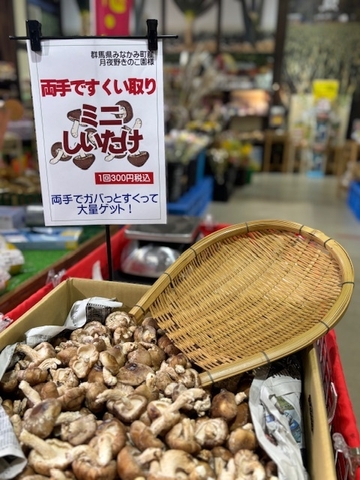 両手ですくい取り・ミニしいたけ