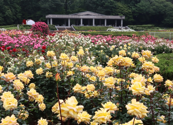 ばら園（令和５年度撮影）