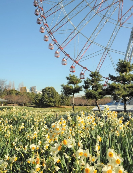 葛西臨海公園のスイセン（昨年の様子）