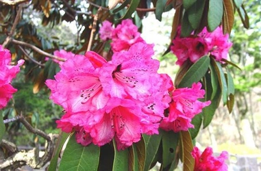 六甲高山植物園　ヒマラヤに咲く紅いシャクナゲ ～ロードデンドロン・アルボレウムが咲き始めました～