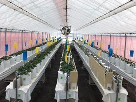 農事組合法人 島-苗植え2