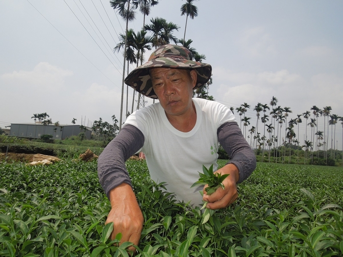 台湾での凍頂烏龍茶向け茶園の様子