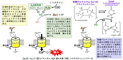 健康食品に使用される有機ゲルマニウムの鎮痛作用メカニズムを解明　難治性疼痛治療薬開発への応用に期待