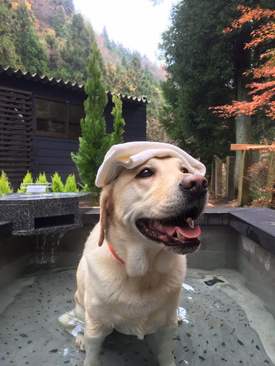 ワンコレポーター 2