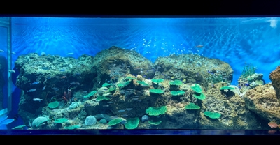 現在の沖縄の海水槽