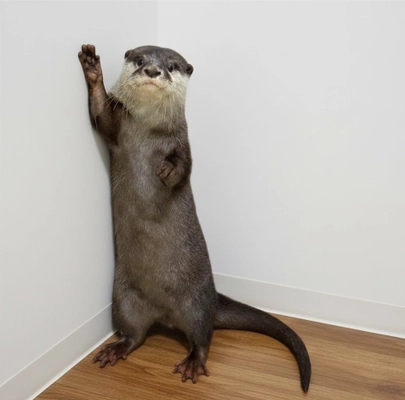 あなたの街でカワウソさんを育ててみませんか？ カワウソと共に地域活性化プロジェクト