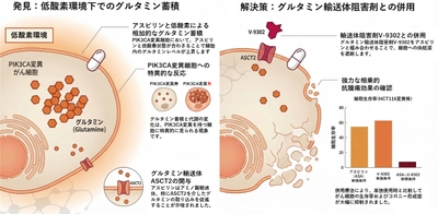 解熱鎮痛薬アスピリンと低酸素環境が「PIK3CA変異型大腸がん」の細胞内グルタミン蓄積を促進　～細胞内に蓄積したグルタミンを標的とした新たな治療戦略へ～