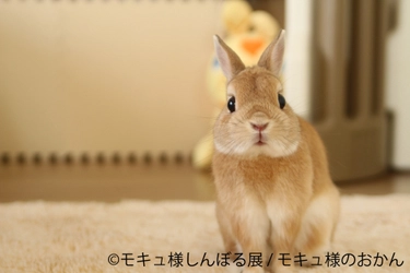 うさぎ界の神「モキュ様」が東京に降臨！？ リアルペイントや限定グッズなどモキュ様堪能の単独展を開催