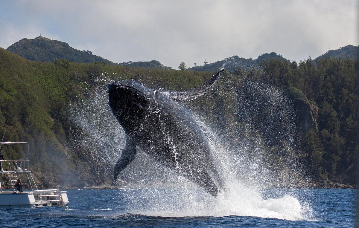 ホエールウォッチングシーズン到来 小笠原にザトウクジラが帰ってきた Newscast