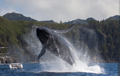 ホエールウォッチングシーズン到来！小笠原にザトウクジラが帰ってきた！