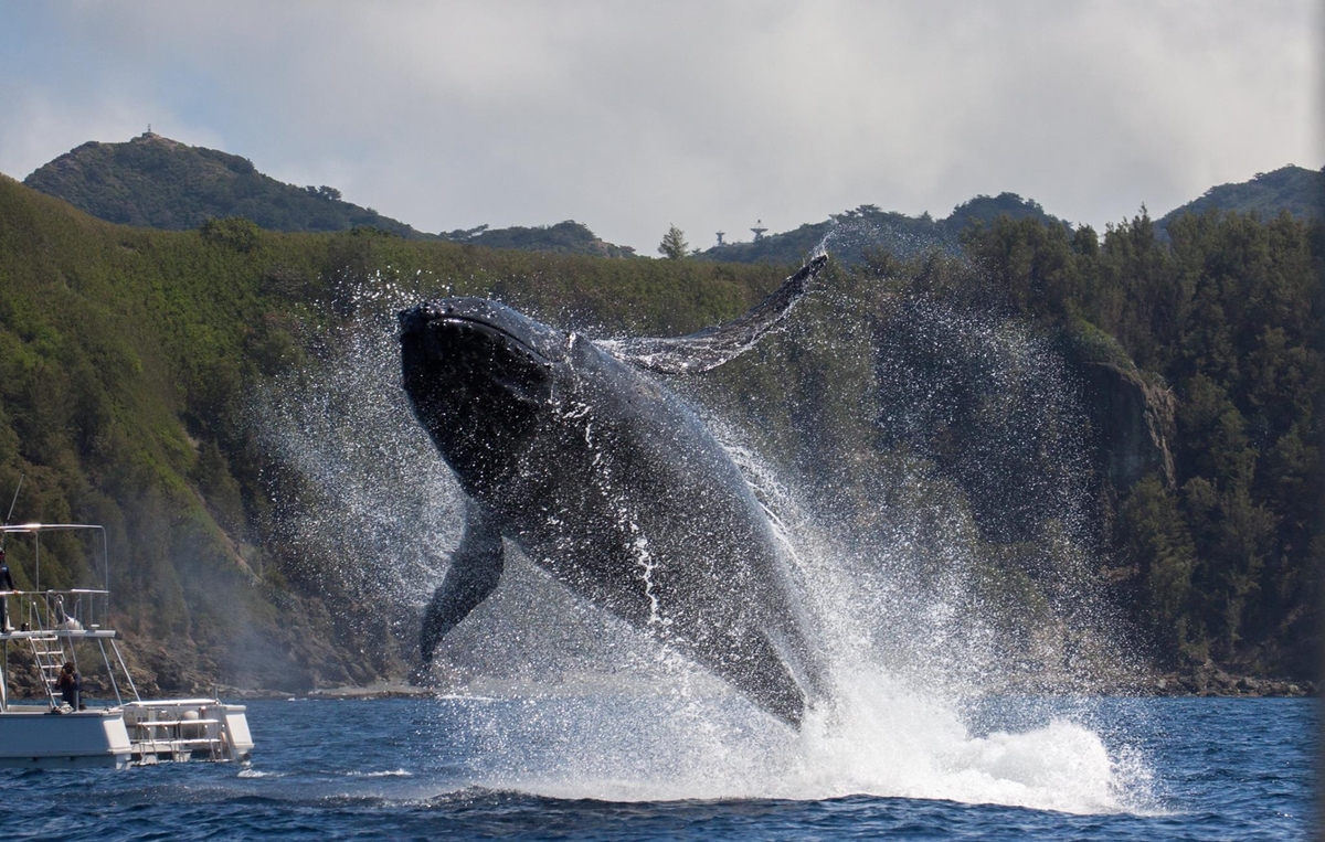 ホエールウォッチングシーズン到来 小笠原にザトウクジラが帰ってきた Newscast ホエールウォッチングシーズン到来 小笠原にザトウクジラが帰ってきた Newscast