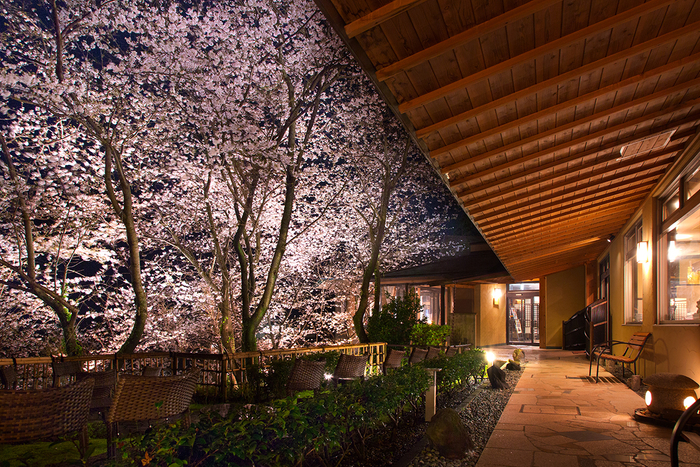 「吉祥CAREN」中庭の夜桜