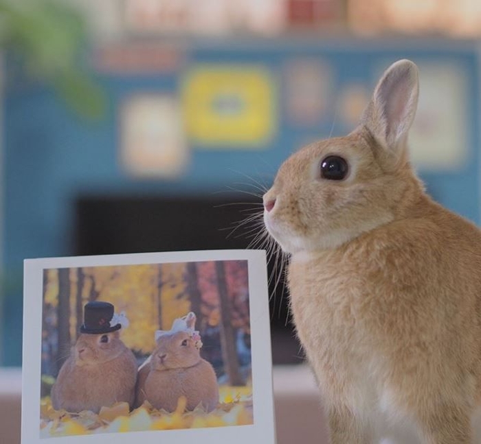 ミニウサギのクッキーとかんぺい