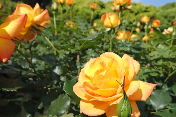 サハラ'98（5/4撮影）