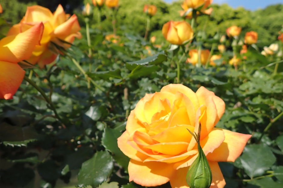 サハラ'98(5/4撮影)