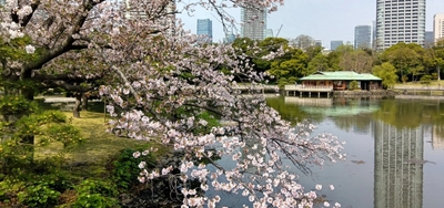 浜離宮恩賜庭園「一般開園80周年記念事業」第一弾