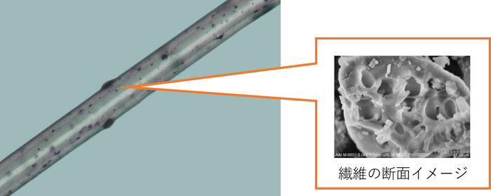 繊維の断面イメージ