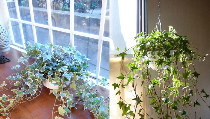 窓際で育成