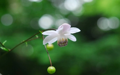 六甲高山植物園 林床に咲く涼しげな花 森の妖精 レンゲショウマが見頃です！