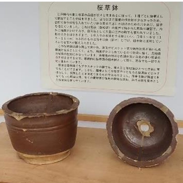 桜草鉢(孫半斗鉢)