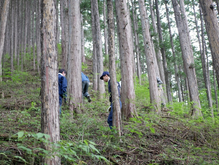 檜原村の山林