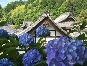 京都最大規模！約5,000株が咲き誇る「あじさいウイーク」 長岡京市の柳谷観音にて6月9日～7月1日の期間で開催