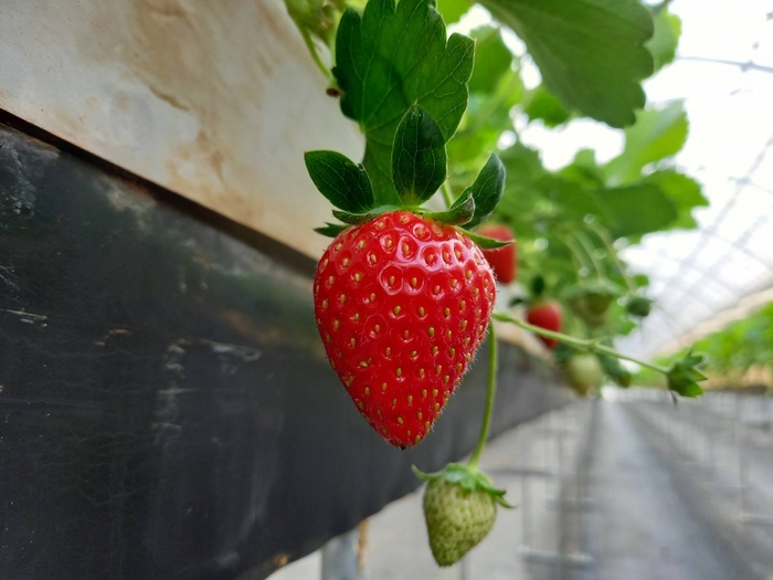 おいＣベリー」