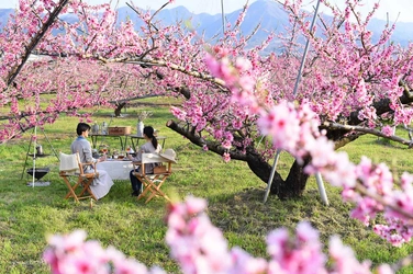 【星のや富士】満開の桃の花に囲まれた特別席で優雅に花見を堪能する「桃源郷グランピングランチ」を1日1組限定で開催｜期間：2023年4月1日〜20日