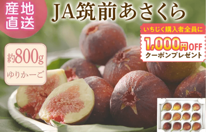 いちじく「博多とよみつひめ」約800gゆりかーご◎JA筑前あさくら