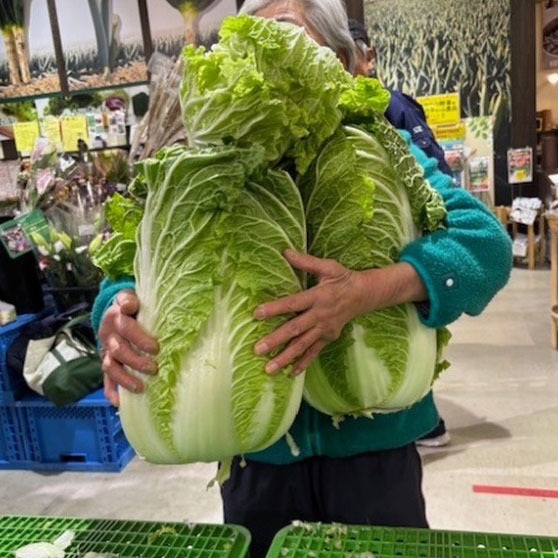 茨城県産白菜抱え込み放題