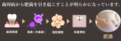 歯周病から肥満を引き起こす