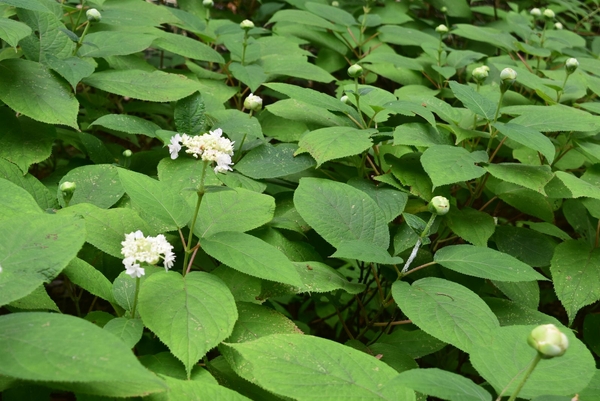 少しずつ咲き始めています