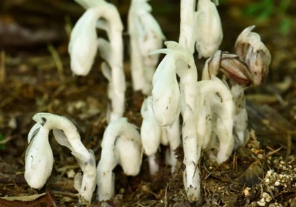 六甲高山植物園 神出鬼没？！ ギンリョウソウモドキが今年も開花！