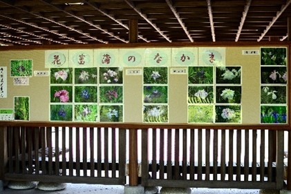 花菖蒲写真展示（過去の様子）