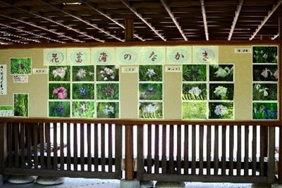 花菖蒲写真展示(過去の様子)