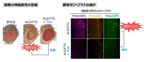 図 FUSは疾患モデルショウジョウバエの異常なポリペプチドの量を減少させ、複眼の神経変性を抑制する