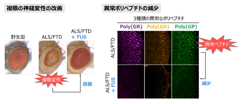 図 FUSは疾患モデルショウジョウバエの異常なポリペプチドの量を減少させ、複眼の神経変性を抑制する