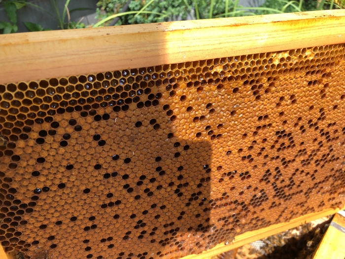 7月29日(金)14時記録