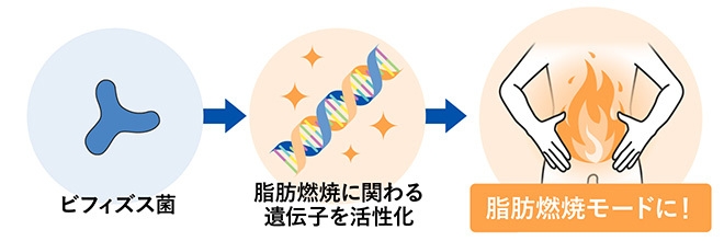 脂肪燃焼に関わる遺伝子を活性化