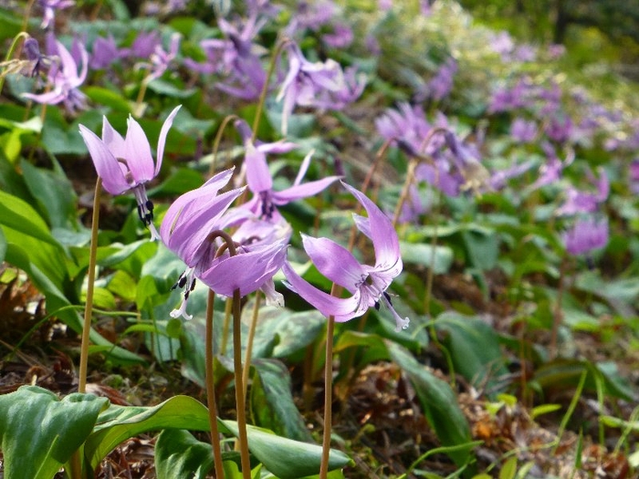 カタクリの花