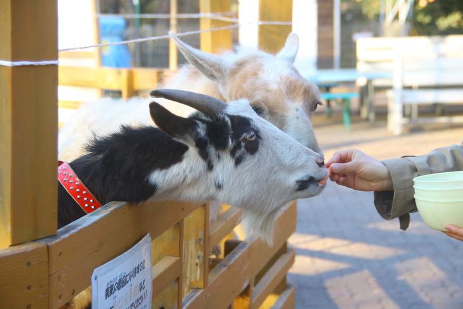 宝登山小動物公園イメージ
