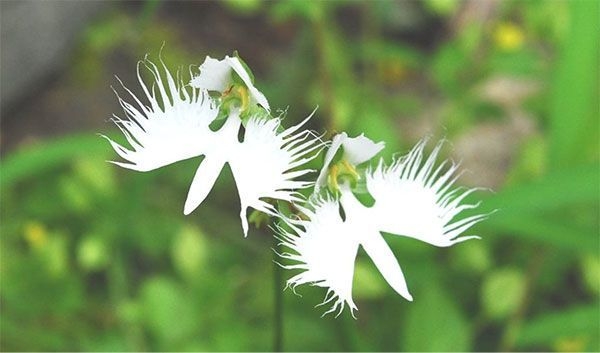 サギソウ(ラン科)