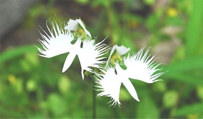 六甲高山植物園　天翔る白鷺の如き花　サギソウが見頃です！