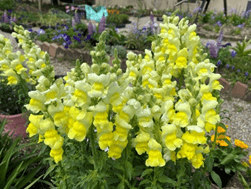 キンギョソウ (4月中旬~5月中旬)