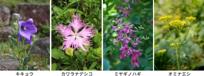 【六甲高山植物園】キキョウ、ハギ、ナデシコなど 秋の七草が開花！