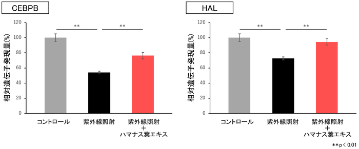 図4 CEBPB、HALに対する紫外線の影響およびハマナス葉エキスの効果